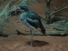 Bush Stone Curlew, Nocturnal House, Alice Springs Desert Park