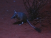 The Kultarr, a tiny but ferocious marsupial! Nocturnal house, Alice Springs Desert Park