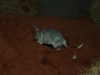 A young male Greater Bilby develops his burrowing skills