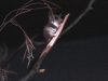 Red Tailed Phascogale - another carnivorous marsupial in the Nocturnal House, Alice Springs Desert Park