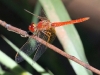 Dragonfly, Trephina Gorge, East MacDonnell Ranges
