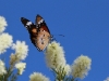 Butterfly on Melaleuca blossom, Stuart Hwy, Alice Springs