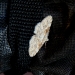 A moth visitor to our camper trailer, Alice Springs