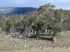 A mob of Eastern Grey Kangaroos, Namadji National Park, ACT.  Snow on hills.
