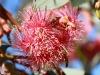 Red Flowering Gum, Stuart Hwy, Alice Springs