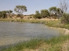 Bore lake, formed by the overflow from White Bull Bore.  Full of birdlife.