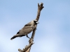 Black-faced Woodswallow.