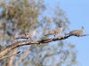 Three Crested Pigeons.  The female (right) does her level best to ignore the attentions of two suitors.