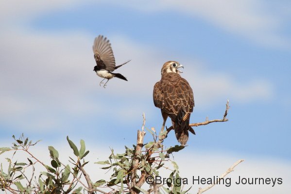 Brown Falcon being harrassed by a Willie Wagtail