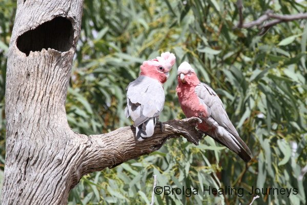 Galahs, male (left, with dark eye) and female (right, pale eye)
