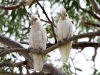 Two Little Corellas shelter in the shade of a coolibah.