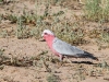Galah near our cottage