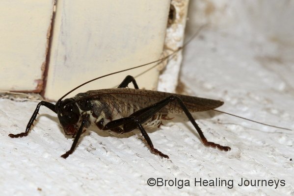 Unusual dark Locust/Grasshopper