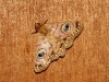 Butterfly at kalamurina
