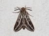 Moth at Kalamurina