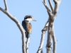 Red-backed Kingfisher.