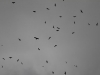A common sight!  A flock of Black Kites circle overhead.