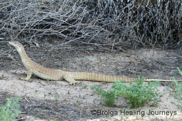 The Bungarra (Sand Goanna) who paid us a visit in our cottage!