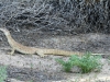 The Bungarra (Sand Goanna) who paid us a visit in our cottage!
