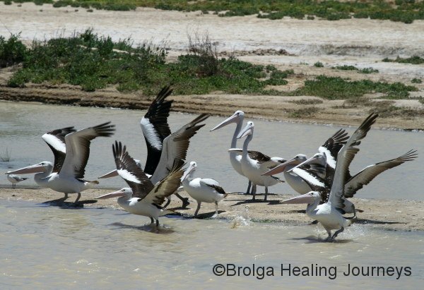 Pelicans near Rocky Crossing on Warburton Creek.