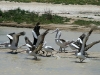 Pelicans near Rocky Crossing on Warburton Creek.