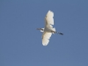 Great Egret in flight.