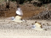 Pelicans in flight along Warburton Creek