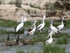 Pelicans and Cormorants on Warburton Creek