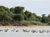 Plenty of Pelicans on Warburton Creek.