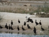 Cormorants along Warburton Creek.