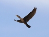 Cormorant in flight.