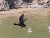 Eurasian Coot takes off.