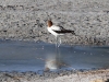 Red-Necked Avocet, on Warburton Creek, our first sighting!