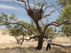 Nirbeeja stands below the Wedge-tailed Eagle nest, giving some idea of its size.