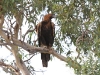 Juvenile Wedge-tailed Eagle (one of the Three Amigos!)
