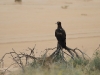 Adult Wedge-tailed Eagle (darker colour)
