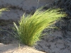 Native grass - a wonderful sign of the recovery taking place at Kalamurina since the removal of cattle.