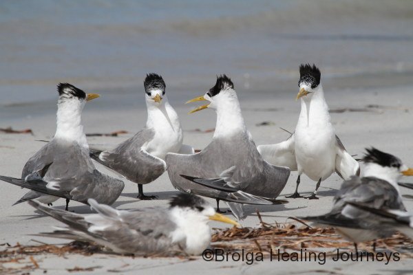 A meeting of Crested Terns, Emu Bay