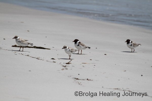 Hooded Plovers on Emu Bay. The pale headed ones are juveniles, a great sight indeed