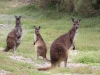 A family of Kangaroo Island kangaroos, a sub species of Western Grey Kangaroos, at Murray Lagoon