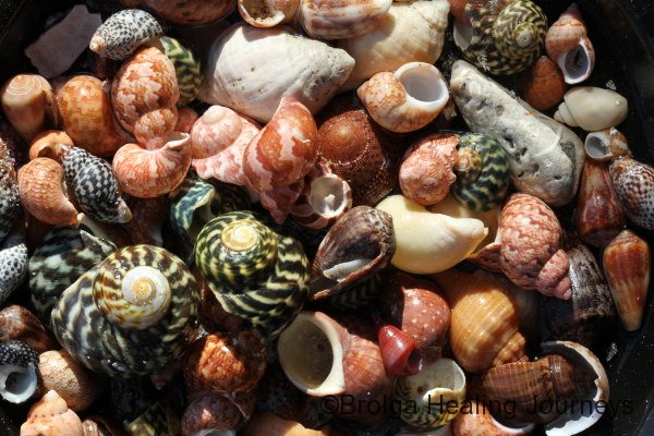A selection of shells from Wheatons Beach, Cape Gantheaume