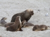 Group of Australian Sea Lions at Seal Bay.  They are ungainly on land but elegant in the water.