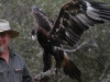Wedge-Tailed Eagle spreads its wings at Raptor Domain