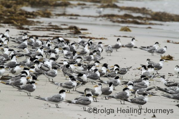 Crested Terns shelter from the wind, Vivonne Bay