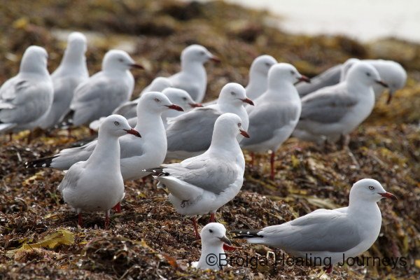 Silver Gulls at Vivonne Bay