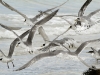 Crested Terns, Vivonne Bay