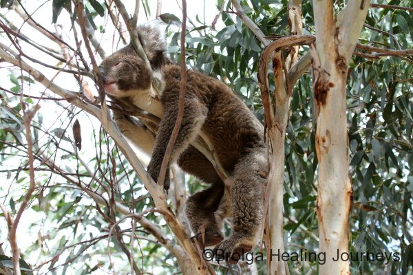 Our local koala relaxes on a hot day at Vivonne Bay. It reached 40 degrees that day!