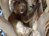Another shot of the koala at Vivonne Bay campground