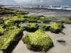 Algae covered rocks on Vivonne Bay shoreline