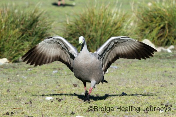 Cape Barren Goose, Flinders Chase National Park, Kangaroo Island